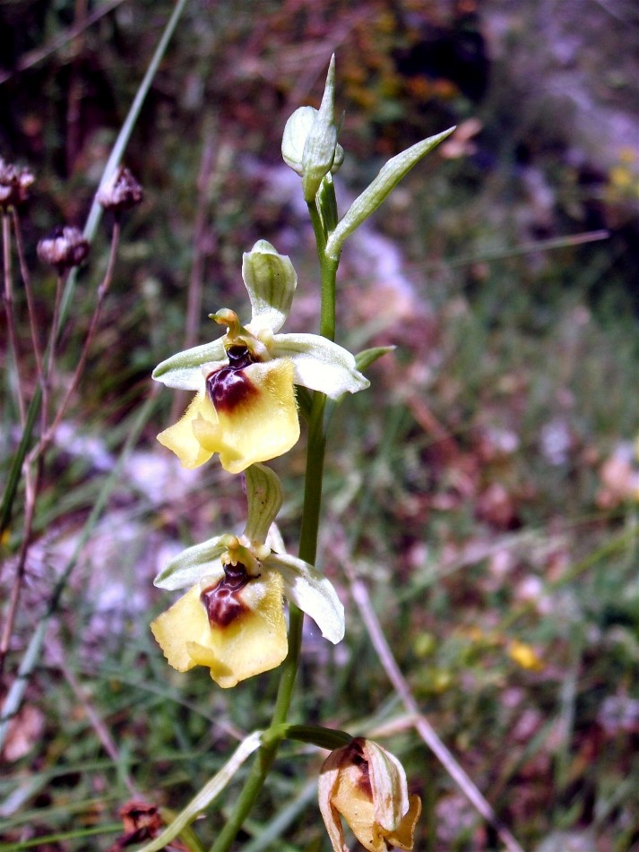 O. fuciflora O. apulica. O. lacaitae.      ibridi?